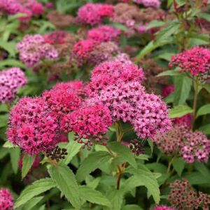 Spiraea × bumalda 'Anthony Waterer' 40-60 cm